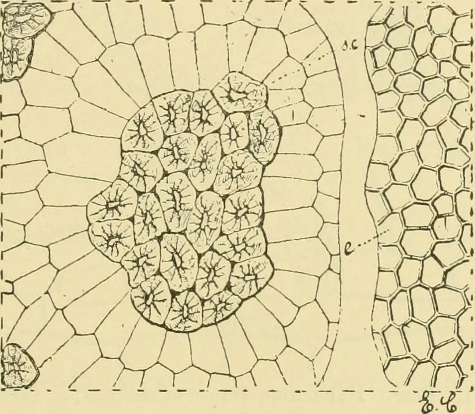 An illustration from The microscopy of vegetable foods, 1906, leaf 350