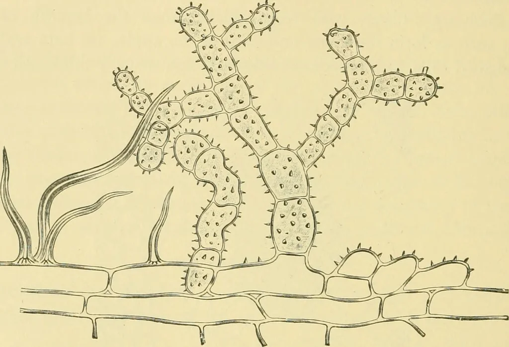 An illustration from The microscopy of vegetable foods, 1906, leaf 351