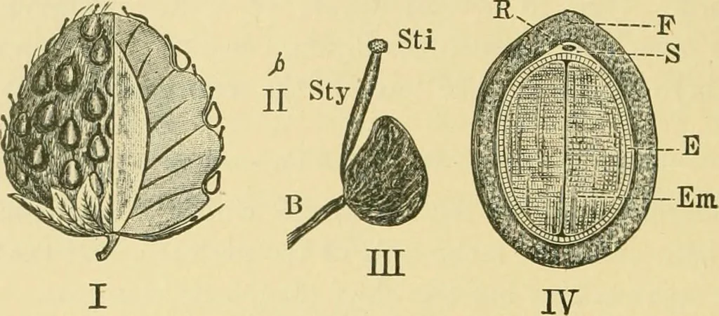 An illustration from The microscopy of vegetable foods, 1906, leaf 365