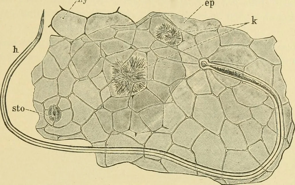 An illustration from The microscopy of vegetable foods, 1906, leaf 366