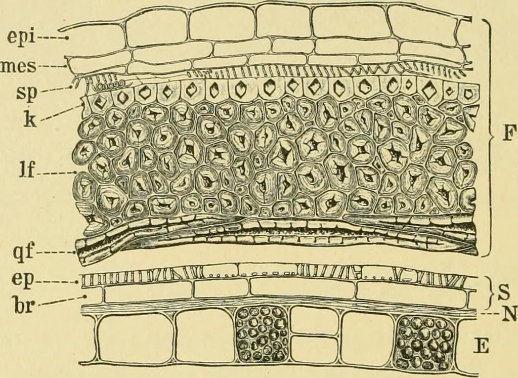 An illustration from The microscopy of vegetable foods, 1906, leaf 367