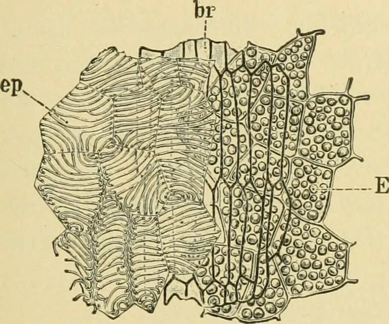An illustration from The microscopy of vegetable foods, 1906, leaf 368