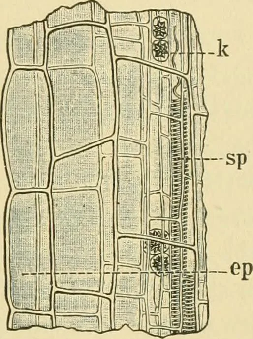 An illustration from The microscopy of vegetable foods, 1906, leaf 368