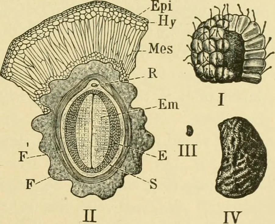 An illustration from The microscopy of vegetable foods, 1906, leaf 370