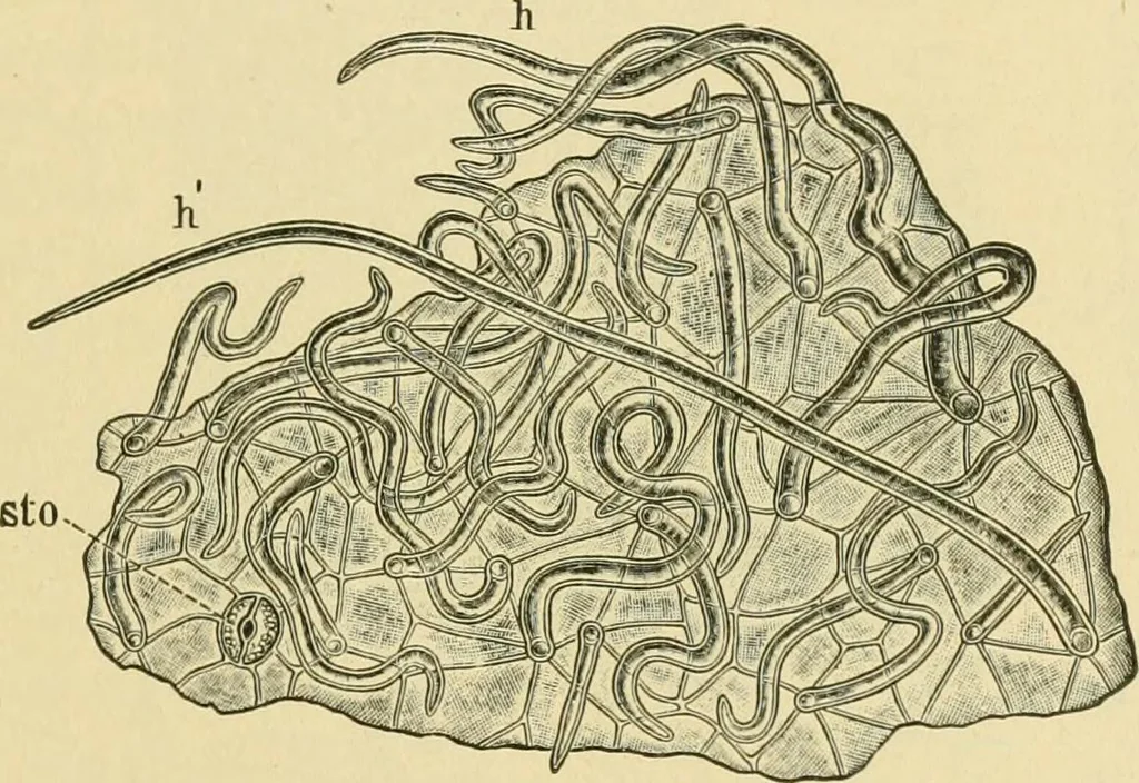 An illustration from The microscopy of vegetable foods, 1906, leaf 372