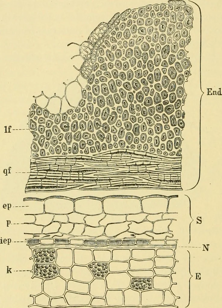 An illustration from The microscopy of vegetable foods, 1906, leaf 373