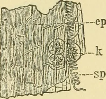 An illustration from The microscopy of vegetable foods, 1906, leaf 375