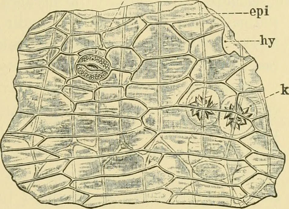 An illustration from The microscopy of vegetable foods, 1906, leaf 376
