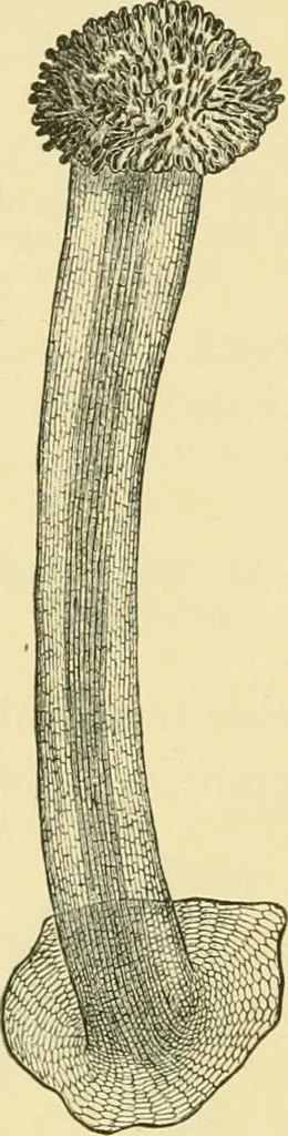 An illustration from The microscopy of vegetable foods, 1906, leaf 377