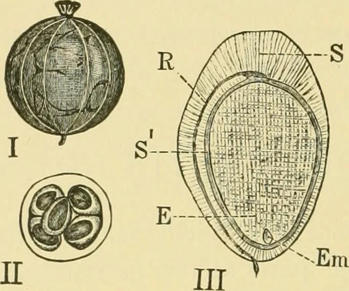 An illustration from The microscopy of vegetable foods, 1906, leaf 379