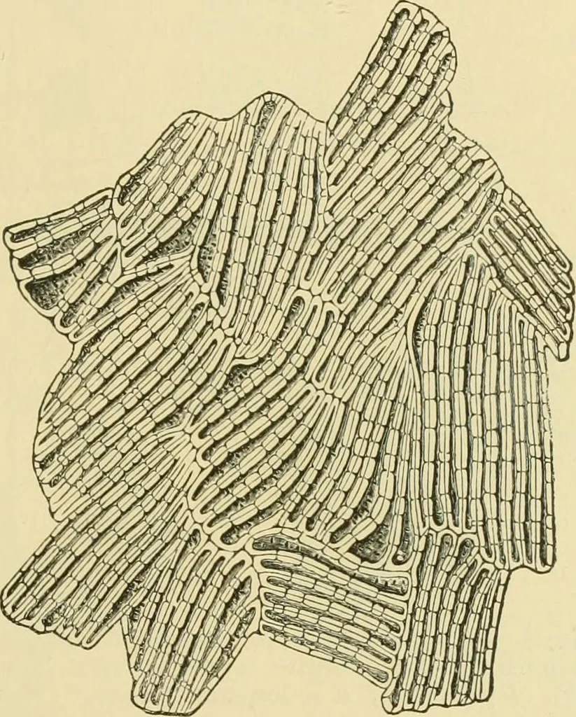 An illustration from The microscopy of vegetable foods, 1906, leaf 380
