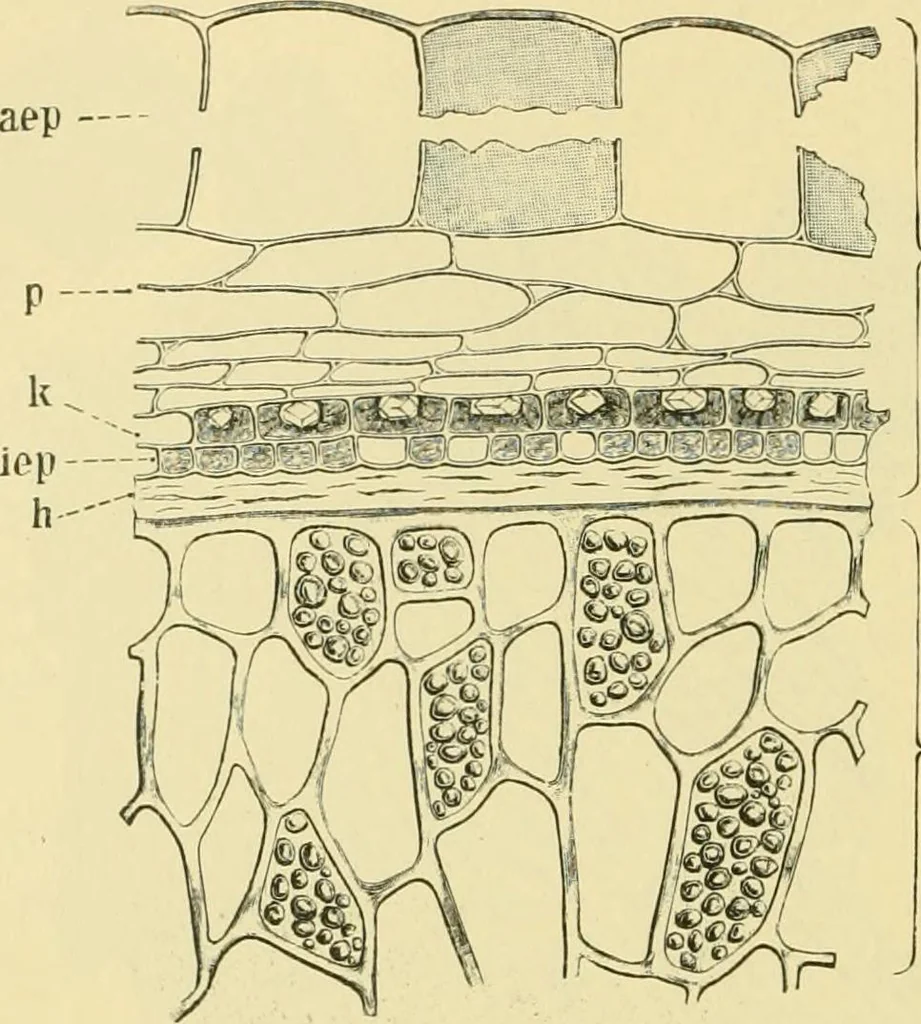An illustration from The microscopy of vegetable foods, 1906, leaf 381