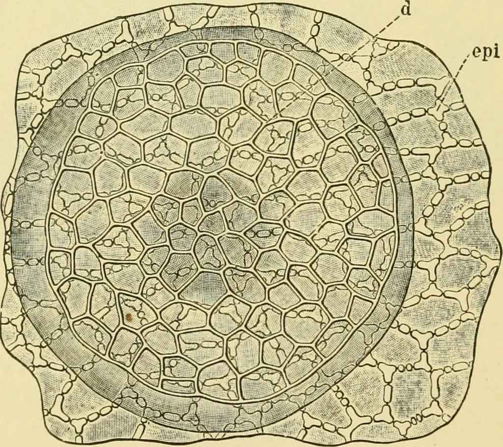 An illustration from The microscopy of vegetable foods, 1906, leaf 383