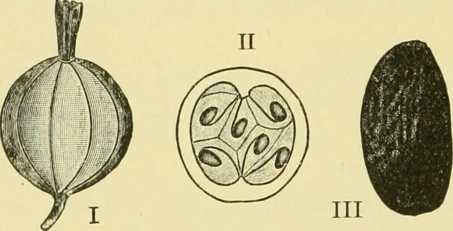 An illustration from The microscopy of vegetable foods, 1906, leaf 385