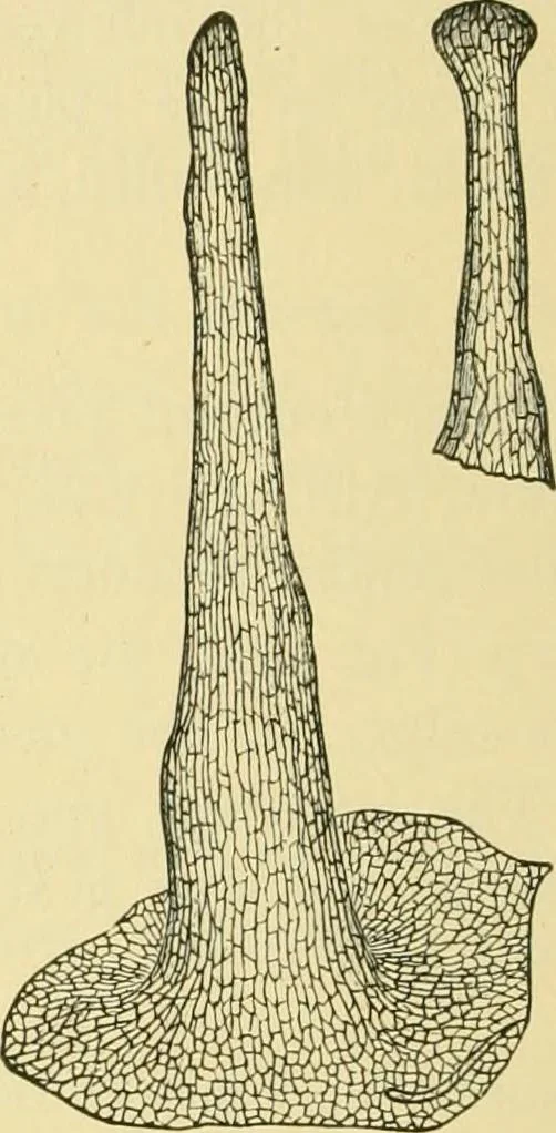An illustration from The microscopy of vegetable foods, 1906, leaf 385