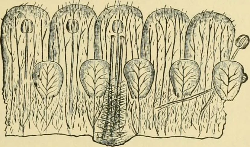 An illustration from The microscopy of vegetable foods, 1906, leaf 386