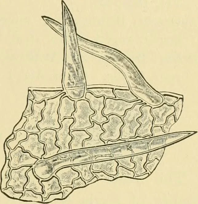 An illustration from The microscopy of vegetable foods, 1906, leaf 386