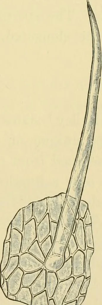 An illustration from The microscopy of vegetable foods, 1906, leaf 386