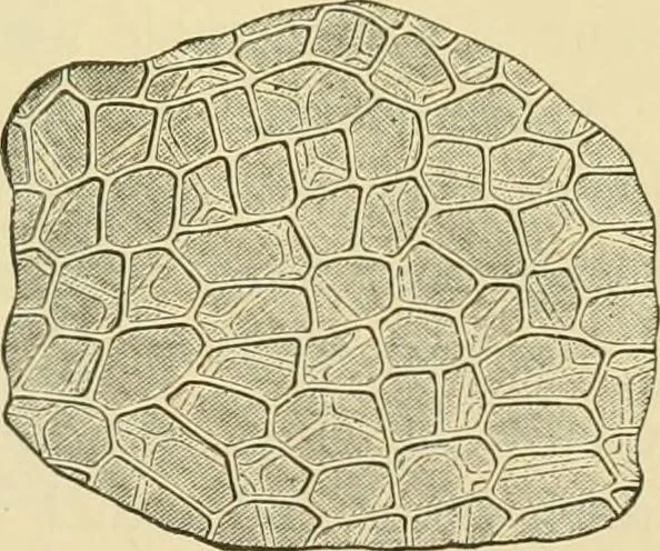 An illustration from The microscopy of vegetable foods, 1906, leaf 388
