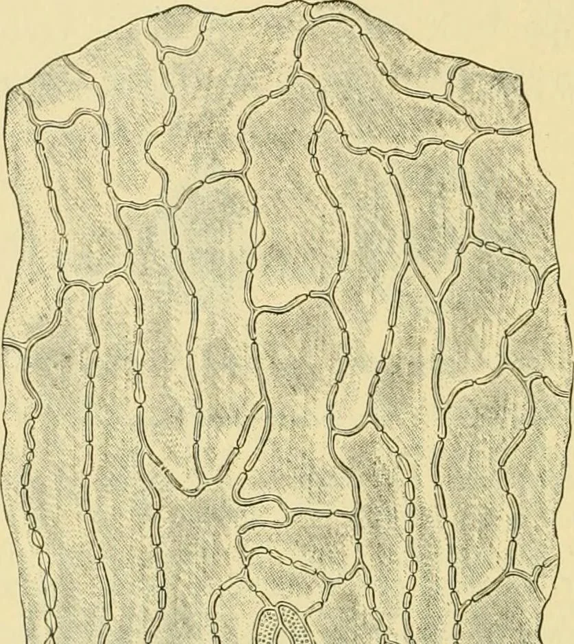 An illustration from The microscopy of vegetable foods, 1906, leaf 389