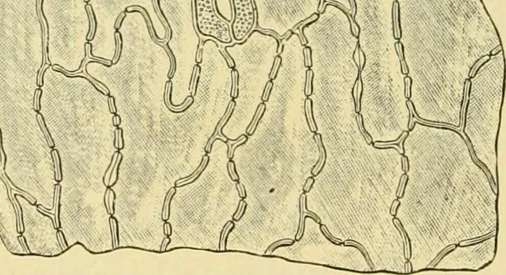An illustration from The microscopy of vegetable foods, 1906, leaf 389