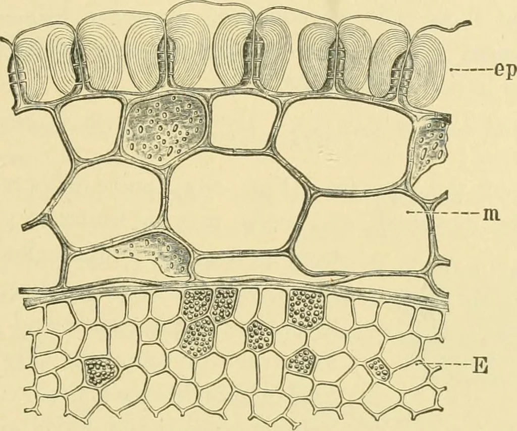 An illustration from The microscopy of vegetable foods, 1906, leaf 390