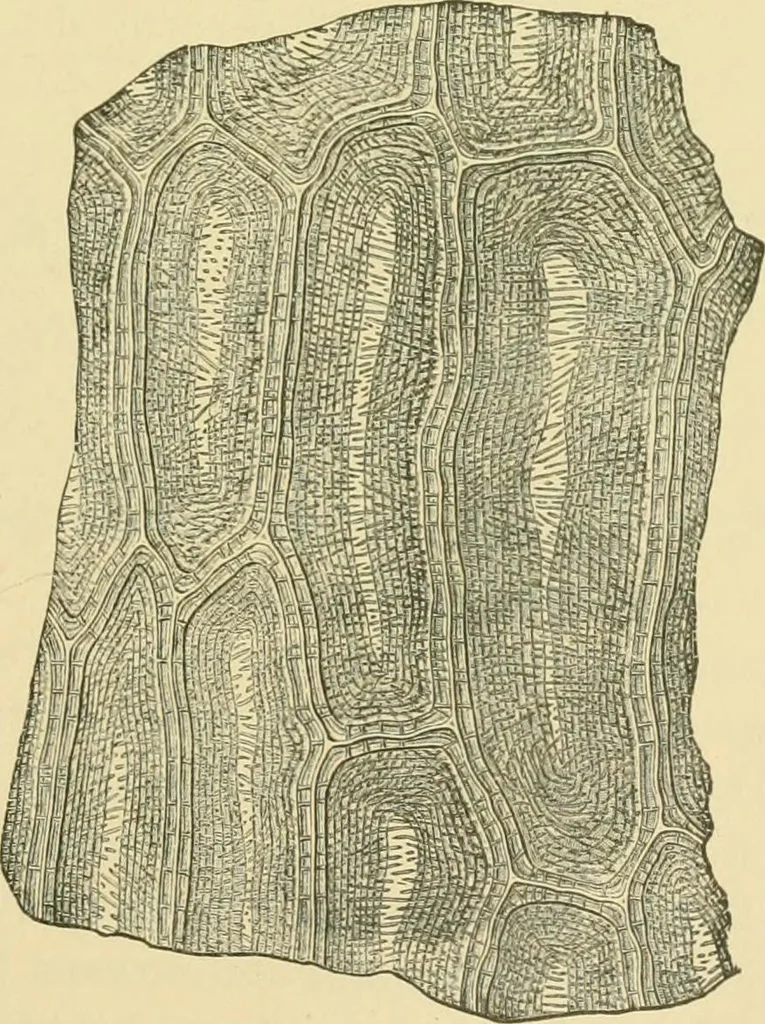 An illustration from The microscopy of vegetable foods, 1906, leaf 390