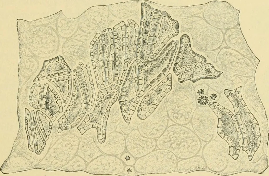 An illustration from The microscopy of vegetable foods, 1906, leaf 392
