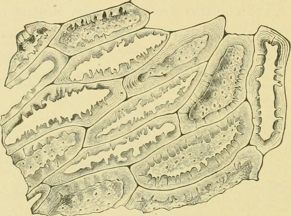 An illustration from The microscopy of vegetable foods, 1906, leaf 393