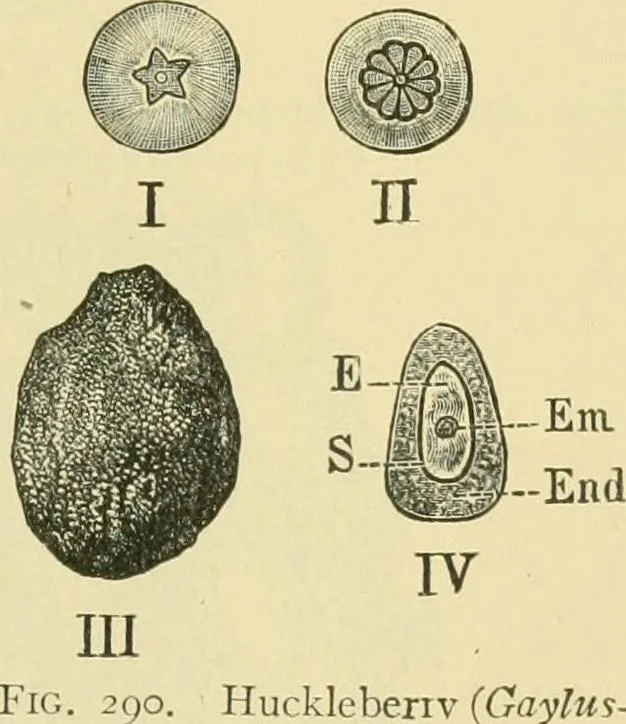 An illustration from The microscopy of vegetable foods, 1906, leaf 394