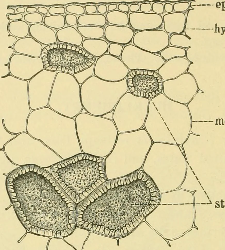 An illustration from The microscopy of vegetable foods, 1906, leaf 395
