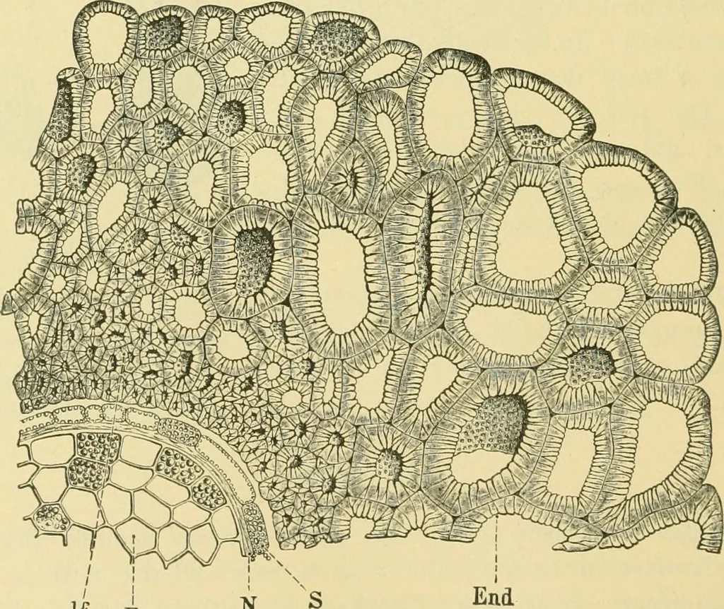 An illustration from The microscopy of vegetable foods, 1906, leaf 395