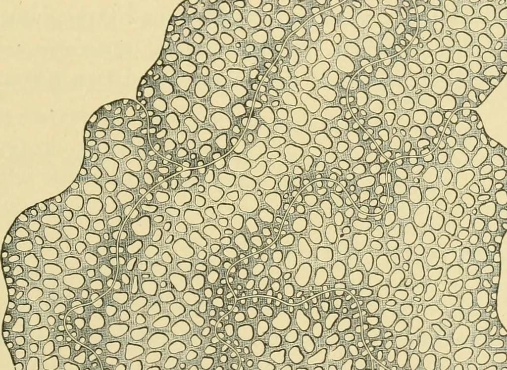 An illustration from The microscopy of vegetable foods, 1906, leaf 396