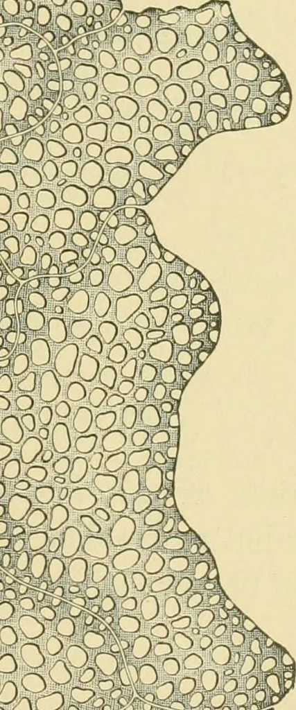An illustration from The microscopy of vegetable foods, 1906, leaf 396