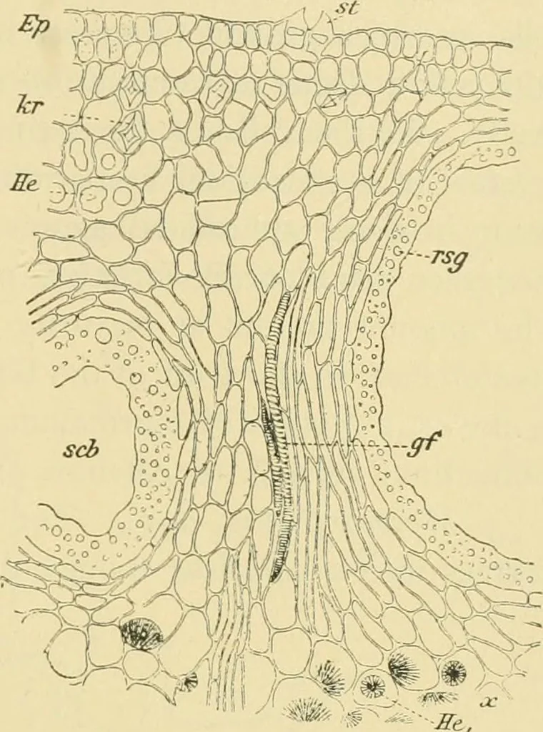 An illustration from The microscopy of vegetable foods, 1906, leaf 398