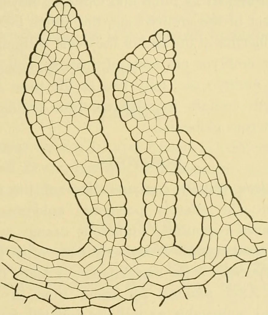 An illustration from The microscopy of vegetable foods, 1906, leaf 400