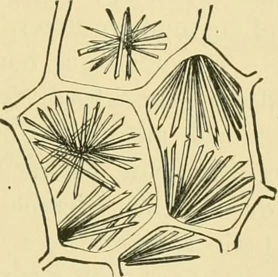 An illustration from The microscopy of vegetable foods, 1906, leaf 406