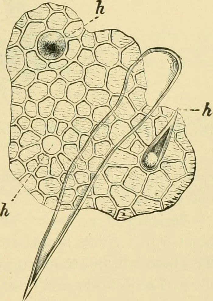 An illustration from The microscopy of vegetable foods, 1906, leaf 408