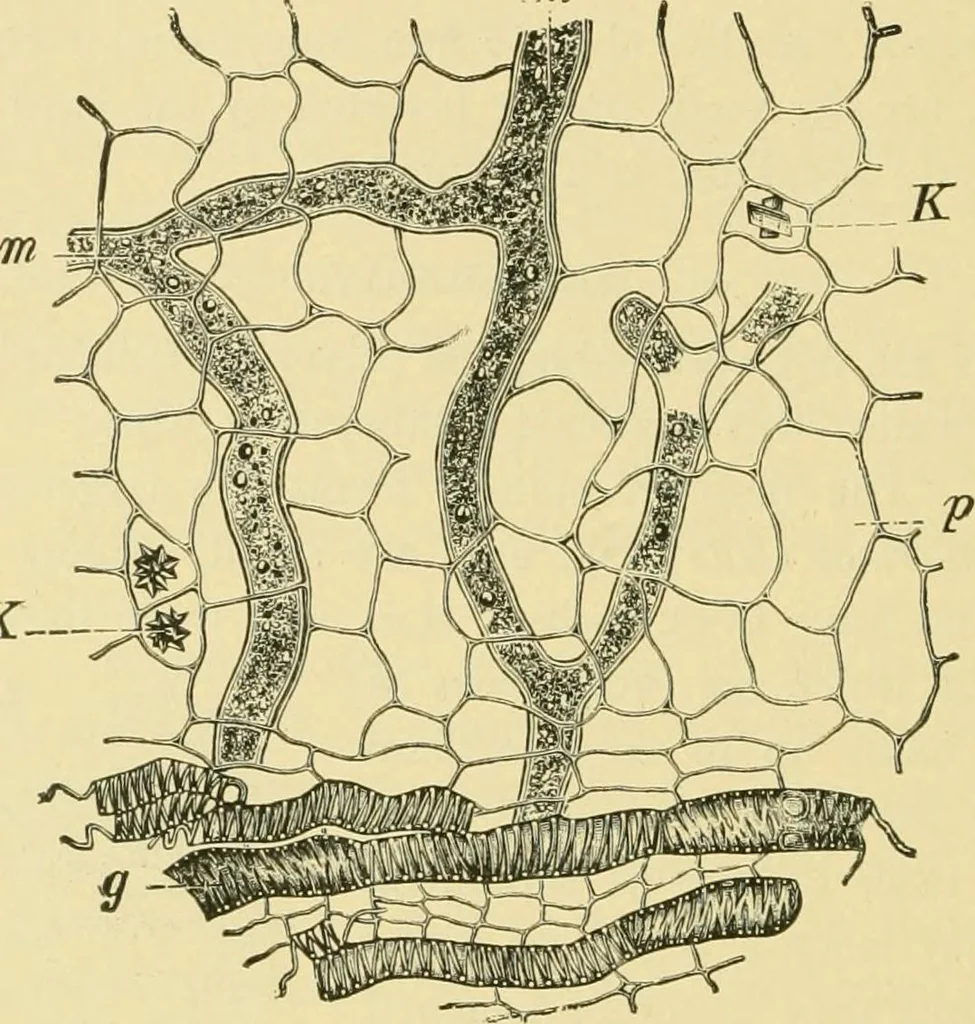 An illustration from The microscopy of vegetable foods, 1906, leaf 409