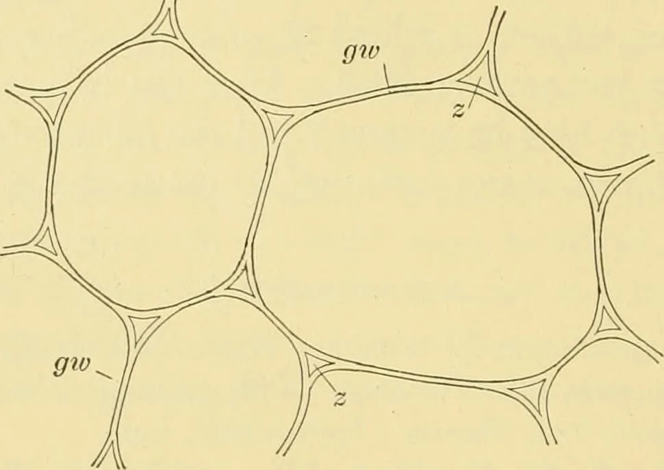 An illustration from The microscopy of vegetable foods, 1906, leaf 41