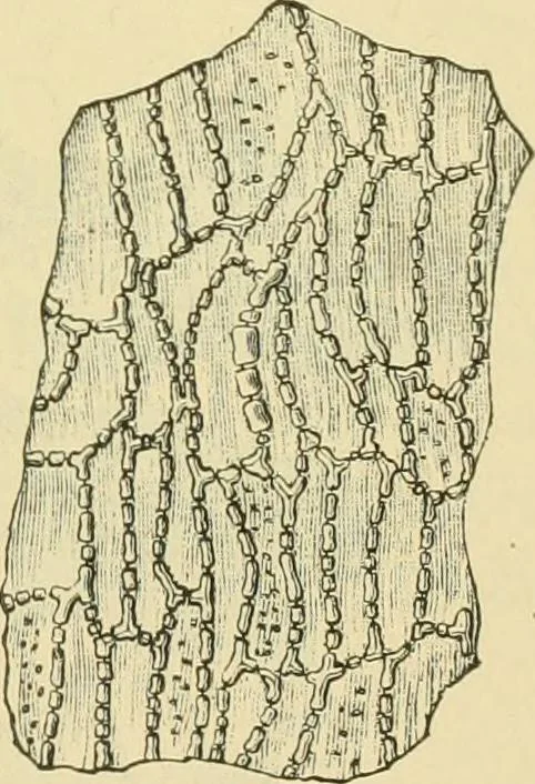 An illustration from The microscopy of vegetable foods, 1906, leaf 412