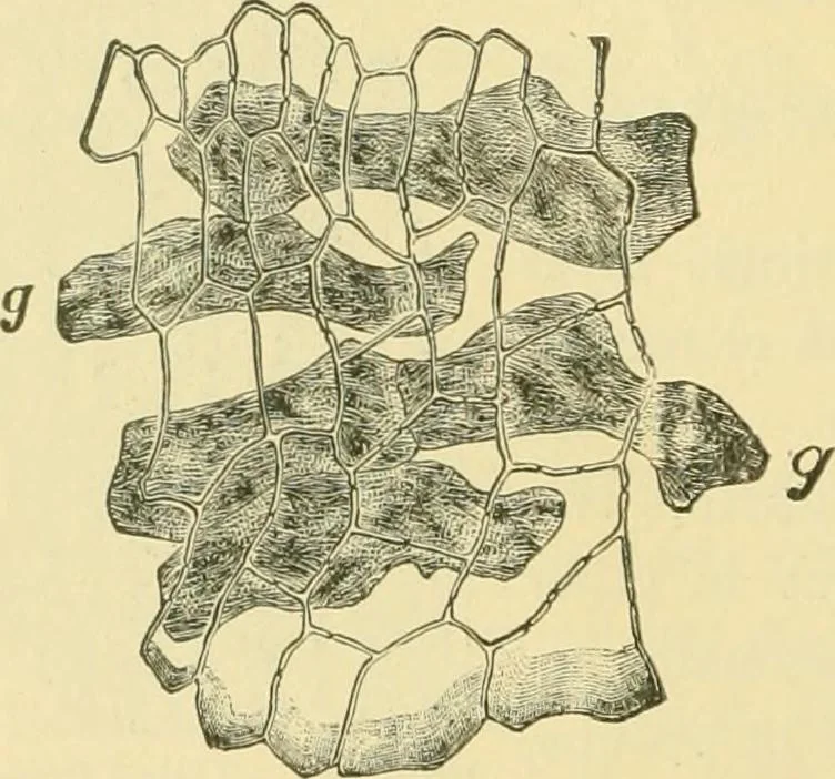 An illustration from The microscopy of vegetable foods, 1906, leaf 413