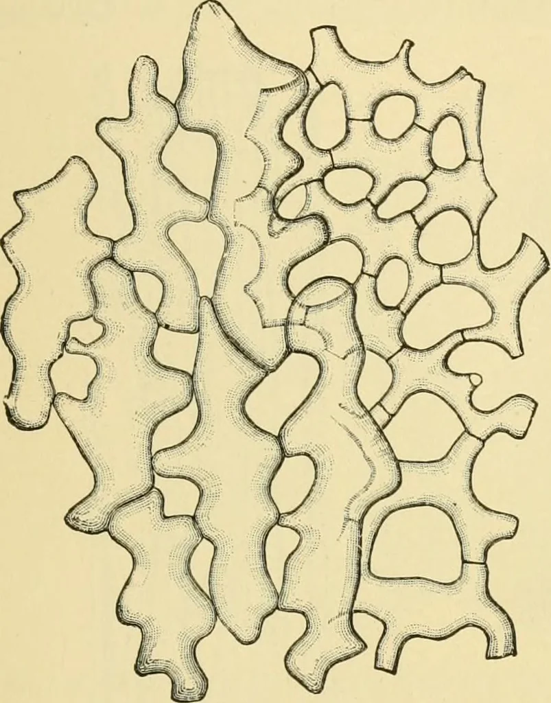 An illustration from The microscopy of vegetable foods, 1906, leaf 42