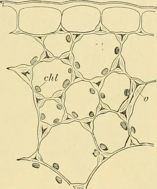 An illustration from The microscopy of vegetable foods, 1906, leaf 42