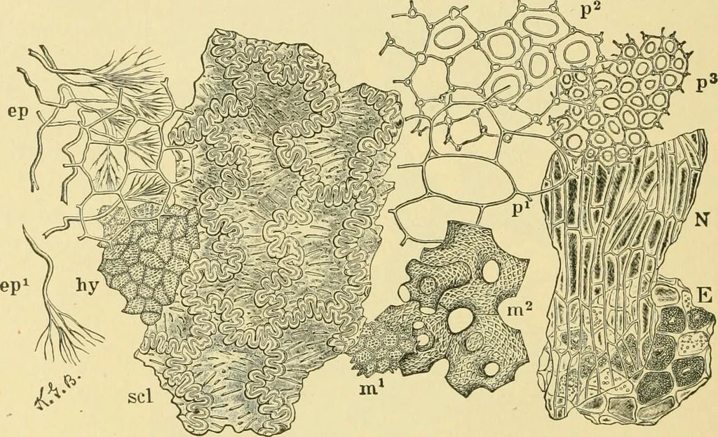 An illustration from The microscopy of vegetable foods, 1906, leaf 425