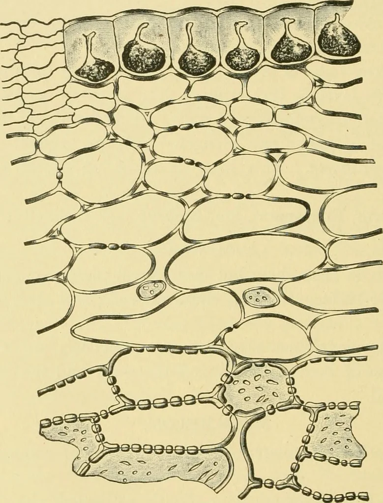 An illustration from The microscopy of vegetable foods, 1906, leaf 429