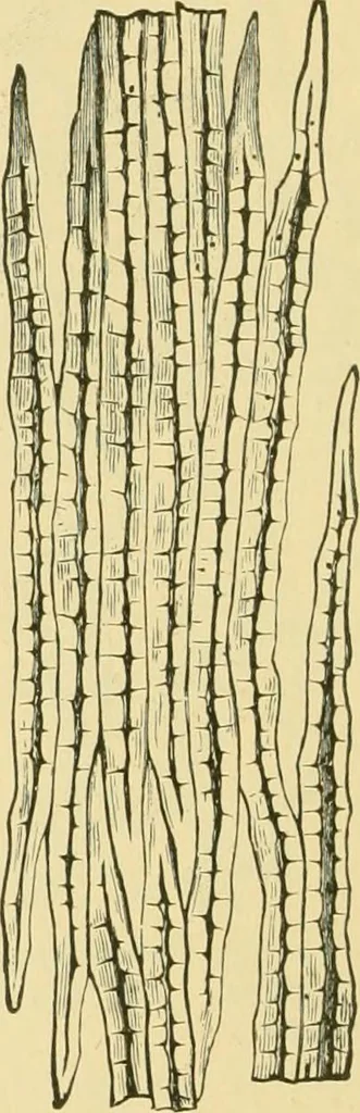 An illustration from The microscopy of vegetable foods, 1906, leaf 43