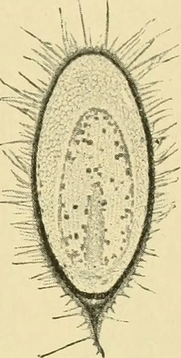 An illustration from The microscopy of vegetable foods, 1906, leaf 432
