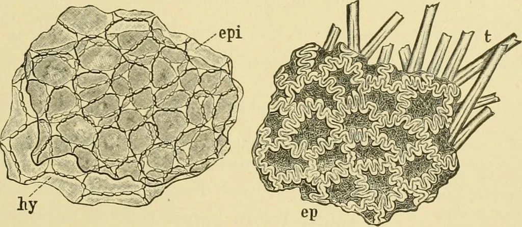 An illustration from The microscopy of vegetable foods, 1906, leaf 432