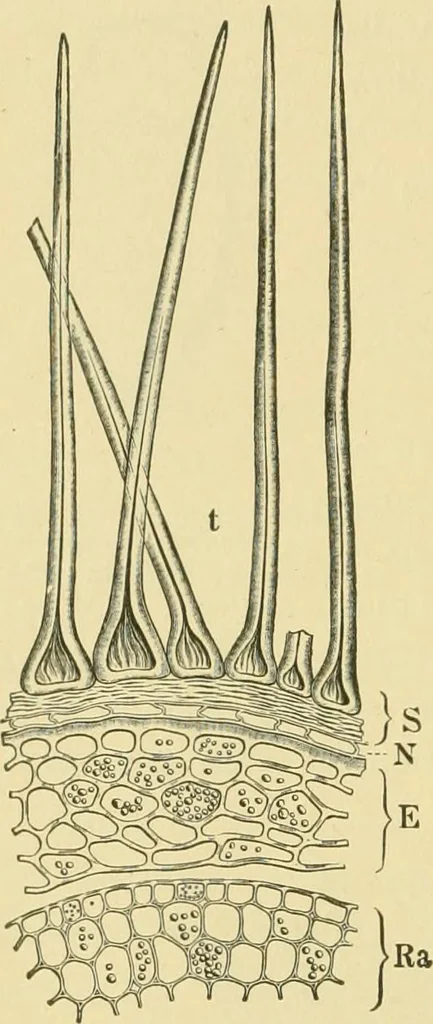 An illustration from The microscopy of vegetable foods, 1906, leaf 433